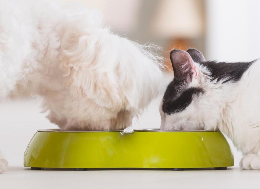 Pet Food