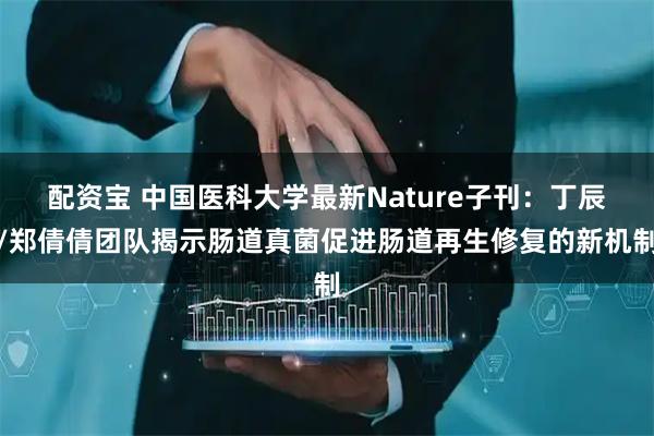 配资宝 中国医科大学最新Nature子刊：丁辰/郑倩倩团队揭示肠道真菌促进肠道再生修复的新机制